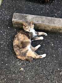 neko102
